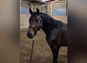 Cheval de sport allemand, Étalon, 4 Ans, 165 cm, Bai
