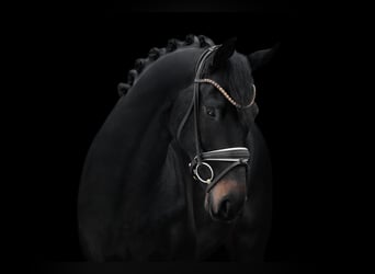 Cheval de sport allemand, Étalon, 4 Ans, 167 cm, Bai brun foncé