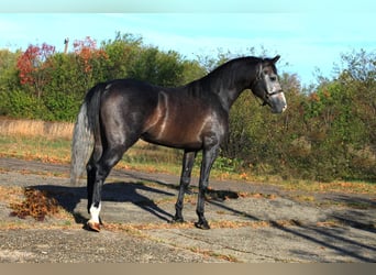 Cheval de sport allemand, Étalon, 4 Ans, 167 cm, Isabelle