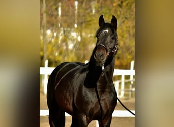 Cheval de sport allemand, Étalon, 4 Ans, 170 cm, Bai