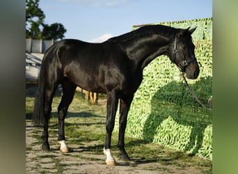Cheval de sport allemand, Étalon, 4 Ans, 170 cm, Noir