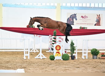 Cheval de sport allemand, Étalon, 4 Ans, 172 cm, Bai