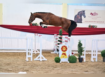 Cheval de sport allemand, Étalon, 4 Ans, 172 cm, Bai