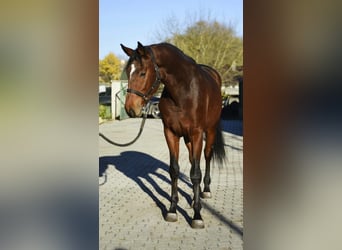 Cheval de sport allemand, Étalon, 4 Ans, 172 cm, Bai