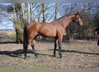 Cheval de sport allemand, Étalon, 4 Ans, 173 cm, Bai