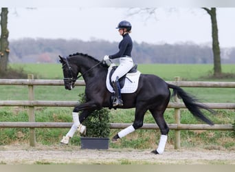 Cheval de sport allemand, Étalon, 4 Ans, Noir