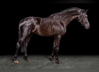 Cheval de sport allemand, Étalon, 4 Ans, Noir