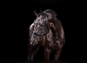 Cheval de sport allemand, Étalon, 4 Ans, Noir