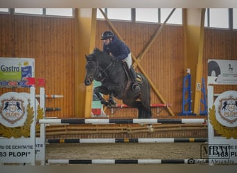 Cheval de sport allemand, Étalon, 5 Ans, 165 cm, Bai