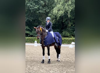 Cheval de sport allemand, Étalon, 5 Ans, 167 cm, Bai