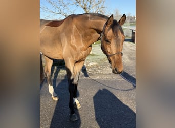 Cheval de sport allemand, Étalon, 5 Ans, 168 cm, Bai