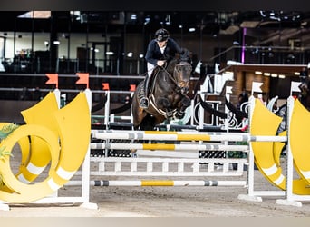 Cheval de sport allemand, Étalon, 5 Ans, 168 cm, Bai