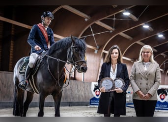 Cheval de sport allemand, Étalon, 5 Ans, 168 cm, Bai