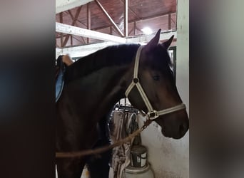 Cheval de sport allemand, Étalon, 6 Ans, 163 cm, Bai