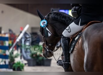 Cheval de sport allemand, Étalon, 6 Ans, 163 cm, Bai