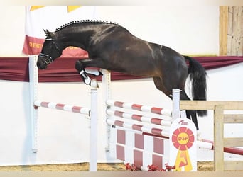 Cheval de sport allemand, Étalon, 6 Ans, 163 cm, Bai