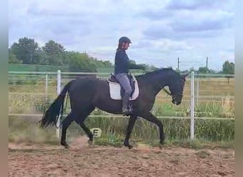 Cheval de sport allemand, Étalon, 7 Ans, Noir