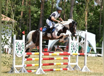 Cheval de sport allemand, Étalon, 8 Ans, 165 cm, Pinto