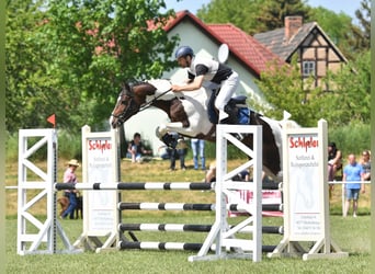 Cheval de sport allemand, Étalon, 8 Ans, 165 cm, Pinto