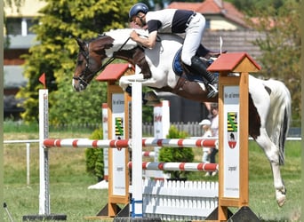 Cheval de sport allemand, Étalon, 8 Ans, 165 cm, Pinto