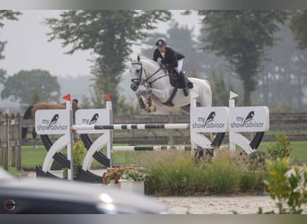 Cheval de sport allemand, Étalon, 8 Ans, 167 cm, Gris