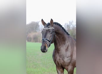 Cheval de sport allemand, Étalon, 6 Ans, 172 cm, Bai brun foncé