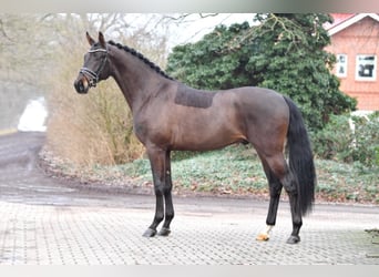 Cheval de sport allemand, Étalon, 6 Ans, 172 cm, Bai brun foncé