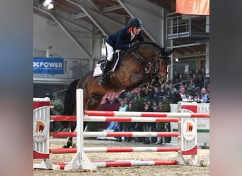 Cheval de sport allemand, Étalon, 10 Ans, 168 cm, Bai