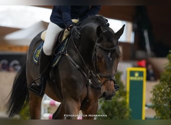 Cheval de sport allemand, Étalon, 9 Ans, 170 cm, Bai