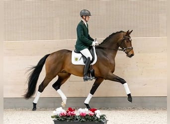 Cheval de sport allemand, Étalon, 4 Ans, 173 cm, Bai