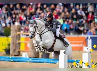 Cheval de sport allemand, Étalon, 19 Ans, 168 cm, Gris