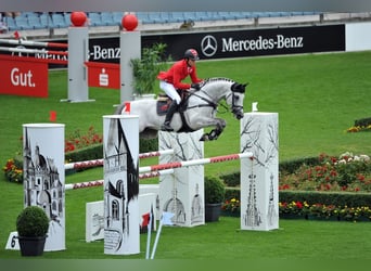 Cheval de sport allemand, Étalon, 19 Ans, 168 cm, Gris