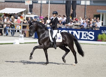 Cheval de sport allemand, Étalon, 11 Ans, 173 cm, Noir