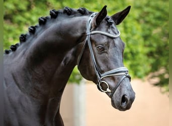 Cheval de sport allemand, Étalon, 9 Ans, 170 cm, Noir