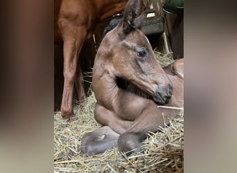 Cheval de sport allemand, Étalon, Poulain (04/2026), 168 cm, Bai