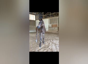 Cheval de sport allemand, Étalon, Poulain (04/2026), 168 cm, Bai