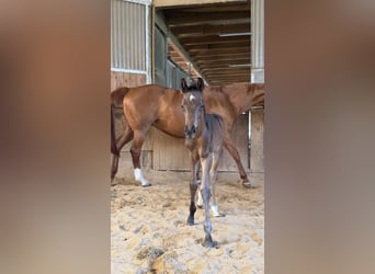 Cheval de sport allemand, Étalon, Poulain (04/2026), 168 cm, Bai