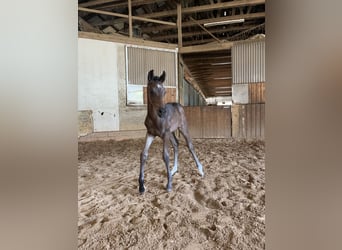 Cheval de sport allemand, Étalon, Poulain (04/2026), 168 cm, Bai