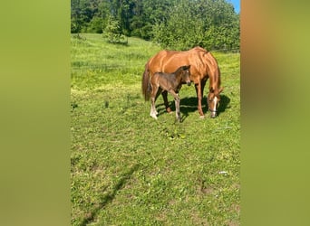 Cheval de sport allemand, Étalon, Poulain (04/2026), 168 cm, Bai