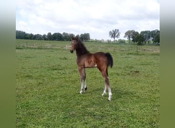Cheval de sport allemand, Étalon, , 168 cm, Bai