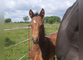 Cheval de sport allemand, Étalon, , 168 cm, Bai