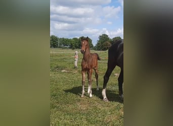 Cheval de sport allemand, Étalon, , 168 cm, Bai