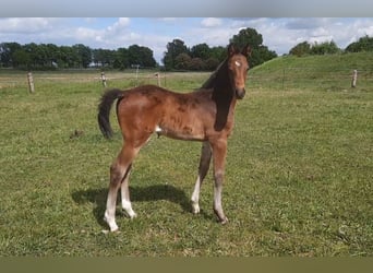 Cheval de sport allemand, Étalon, , 168 cm, Bai
