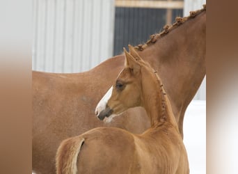 Cheval de sport allemand, Étalon, Poulain (05/2024), 169 cm, Alezan