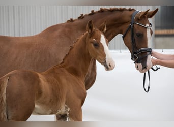 Cheval de sport allemand, Étalon, Poulain (05/2024), 169 cm, Alezan