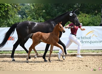 Cheval de sport allemand, Étalon, Poulain (07/2026), 169 cm, Bai