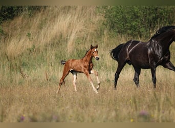 Cheval de sport allemand, Étalon, Poulain (07/2026), 169 cm, Bai