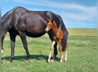 Cheval de sport allemand, Étalon, Poulain (06/2023), 170 cm, Alezan