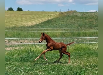 Cheval de sport allemand, Étalon, Poulain (06/2023), 170 cm, Alezan