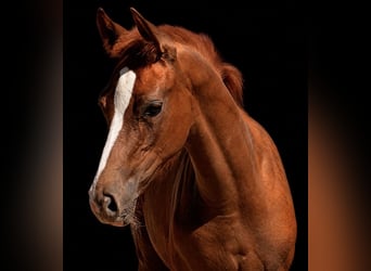 Cheval de sport allemand, Étalon, Poulain (04/2026), 170 cm, Alezan